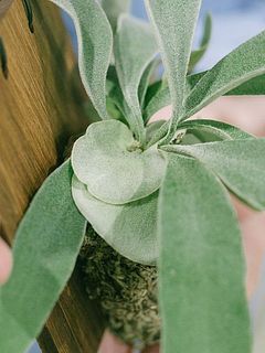 丸いのが貯水葉。