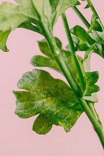 葉っぱは特性によりまだら模様になっています。