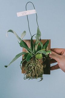 大きさや形には個体差があります