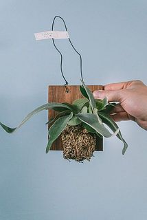 大きさや形には個体差があります