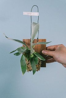 大きさや形には個体差があります