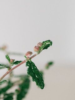 蕾の状態でお届けします。