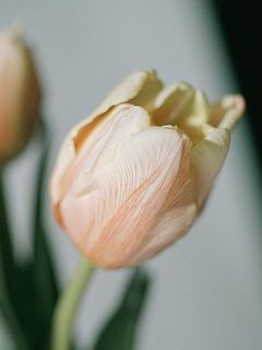 チューリップ「アバンガード」をセピアに染めています。繊細な色の乗り方が魅力。