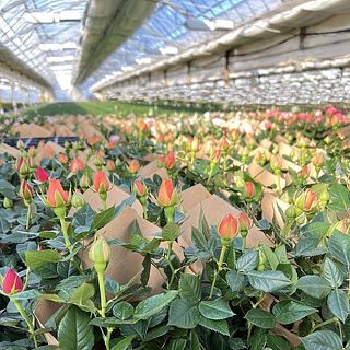 様々な品種のバラを生育しています。