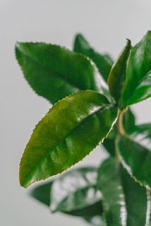 お茶の葉は特性により茶色くなっている場合がございます。品質には問題ございませんのでご安心ください