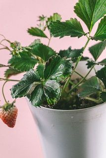 葉先が茶色く変色している場合がございます。