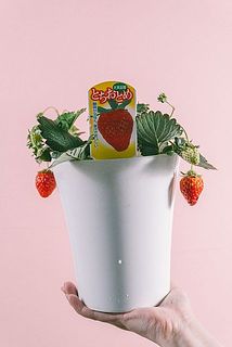 実のつき方には個体差がございます。