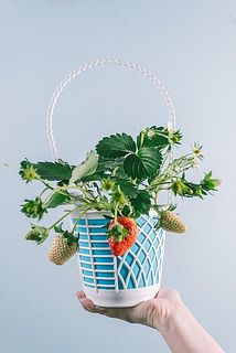 実のつき方には個体差がございます。