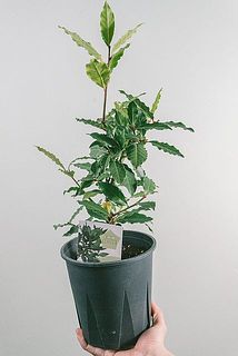 大きさ、枝ぶりには個体差があります。