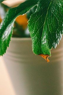 一部、葉が茶色く変色している場合がござます。