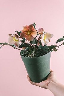 花付き、葉のボリューム感には個体差があります。