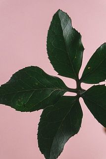 葉に切れ目がある場合がございます。気になる場合は取り除いてください。