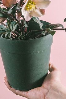 鉢に汚れが付いている場合がございます。優しく拭き取ってください。