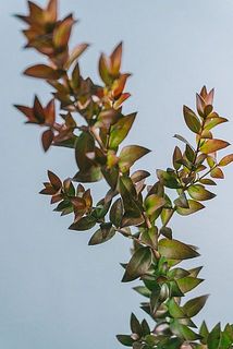 葉先がほんのり赤く色づいているものもございます。