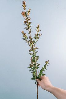 大きさや形には個体差がございます。