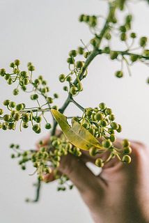 一部、葉が傷ついていたり変色している場合がございます。