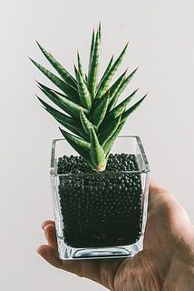 大きさや形には個体差があります。