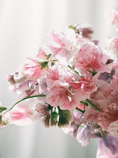 繊細な花びら。