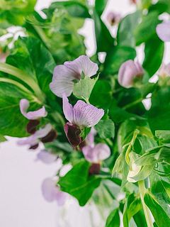 ふりふりな花びらかかわいい💜