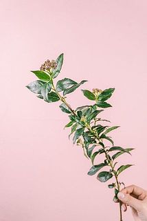 形や大きさには個体差がございます。