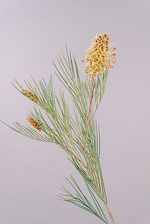 大きさや形には個体差がございます。