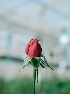 ハウスで出荷を待つイブピアッチェ。