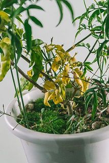 配送中に葉が黄色くなってしまうことがございます。気になる場合は優しく取り除いてください。