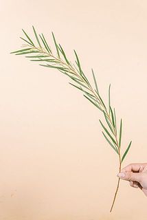 形や大きさには個体差がございます。