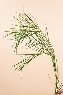 葉がついていない場合もございます。葉をお楽しみください。