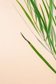 一部、葉が茶色く変色している場合がございます。