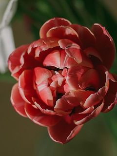 それぞれの品種はその時のおまかせになります。お楽しみに。