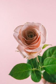 人気のニュアンスカラーのバラです。