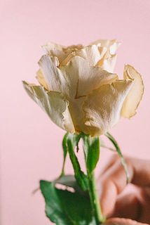 外側の花弁に少し傷がついてしまうことも。ご了承ください。