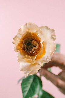 波打つようなフリル状の花弁が特徴的！