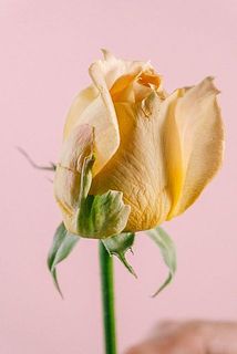 外側の花弁に少し傷がついてしまうことも。ご了承ください。