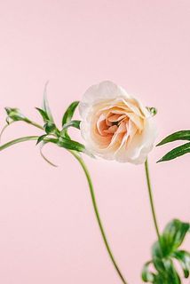 蕾の状態でお届けする場合がございます。