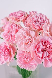 ホイップのようなフリル咲き🍦