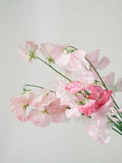 分けて飾ってもかわいいい。