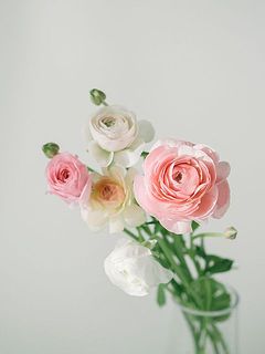 ラナンキュラスの開花が待ち遠しい。