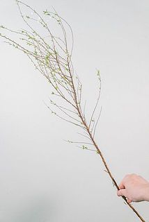 枝ぶりには個体差がございます