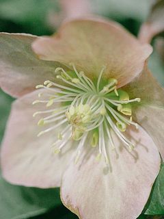 ピンクがかった美しい花。