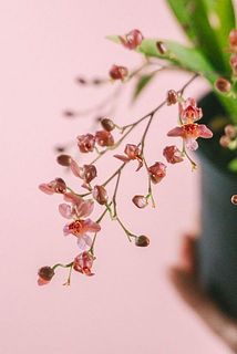 甘い香りのする小花が次々と咲いていきます🌷