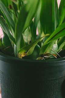 一部葉が茶色くなっていたり裂けている場合がございます。