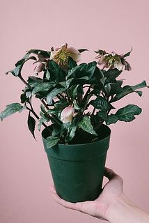 お届けイメージ。