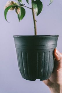 鉢に汚れが付いている場合がございます。優しく拭き取ってください。