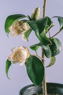 花弁に傷や茶色く変色してる場合がございます。