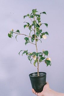 枝ぶりや大きさには個体差があります