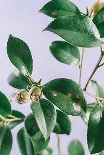 葉に傷や汚れがある場合がございます。気になる方は取り除いてください。