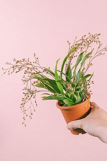 花付きには個体差があります。鉢カバーは黒、茶色の2色になります。