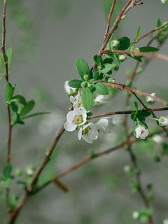 小さな白い花が魅力。